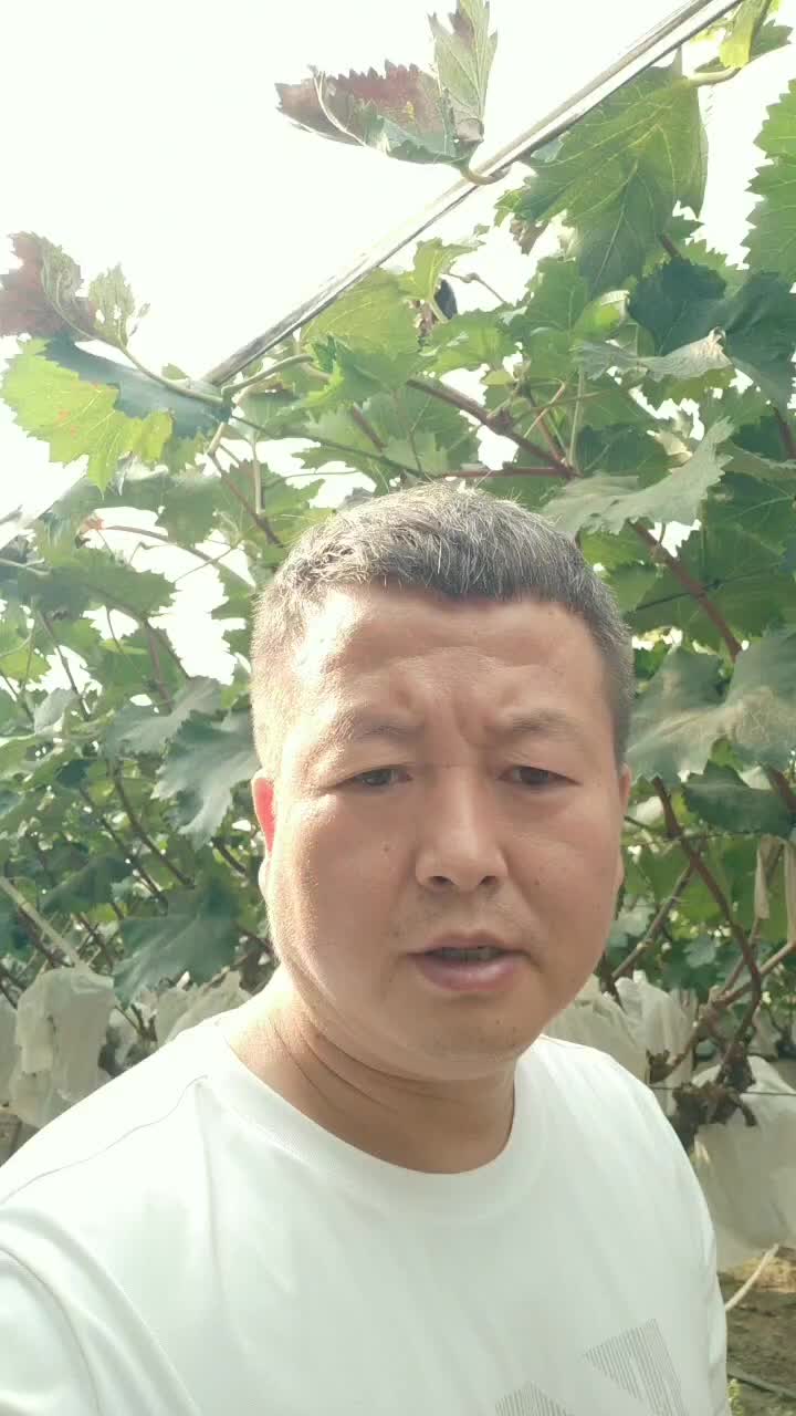 户太无籽葡萄