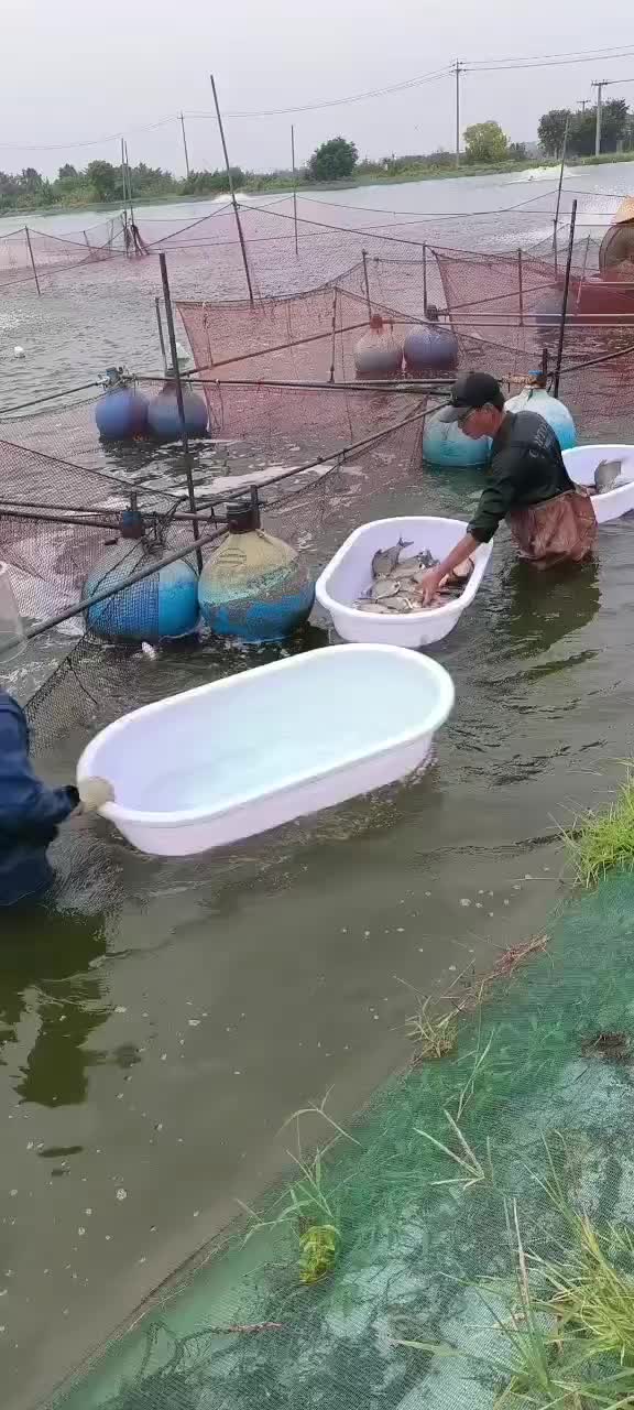 锅盖扁鱼武鲳供货钓场市场