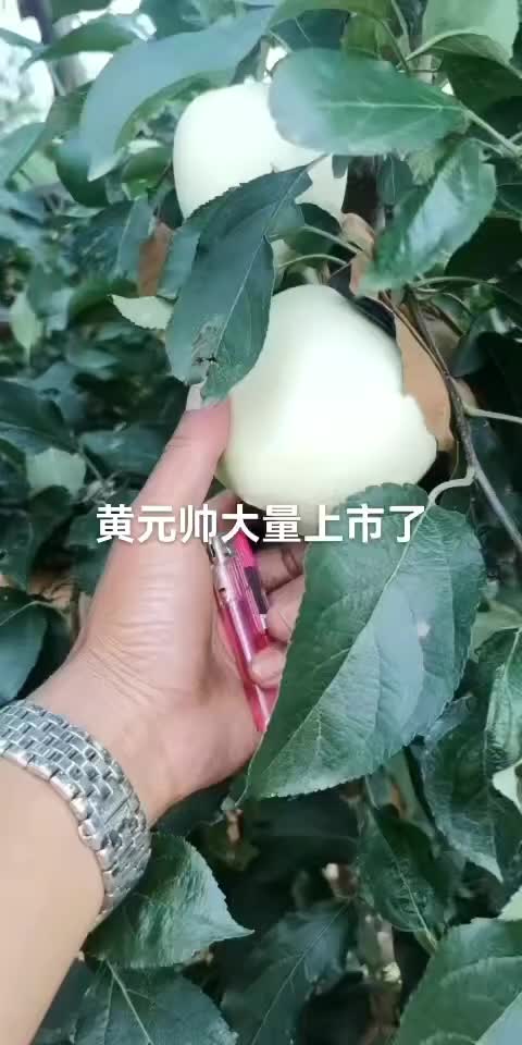 黄元帅苹果大量上市了个大皮毛亮果面干净口感脆甜大量有货