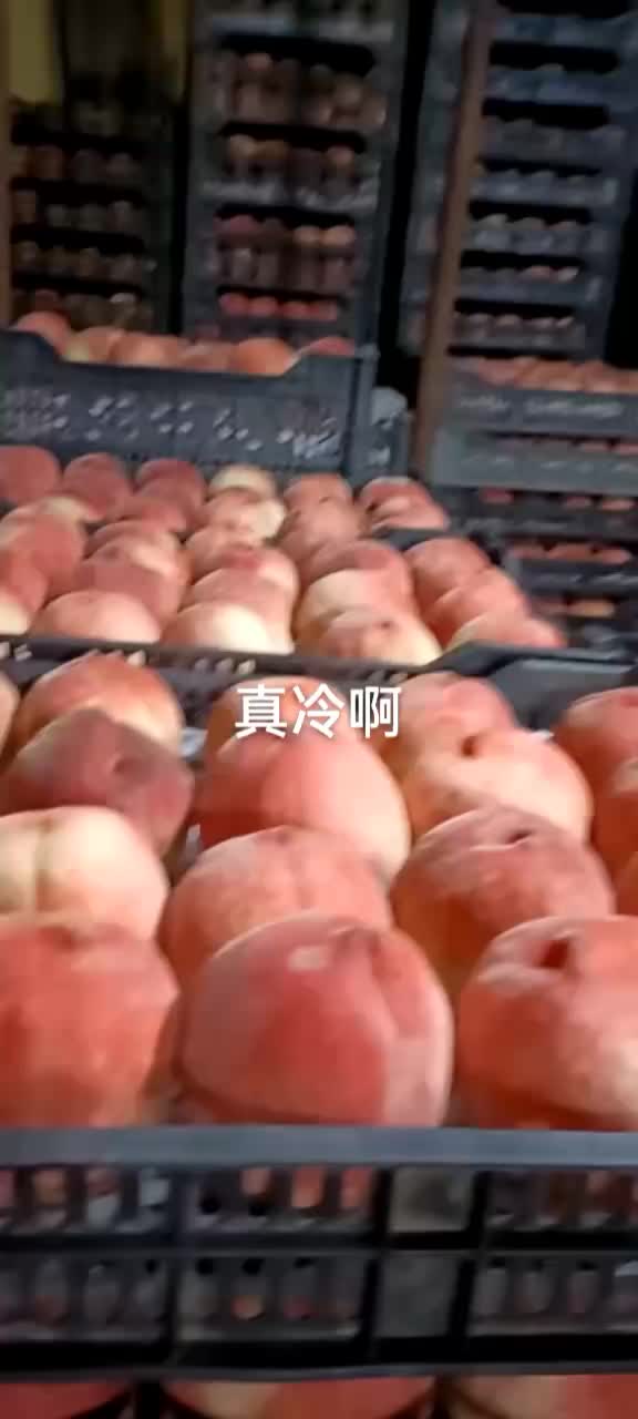 绿化九毛桃