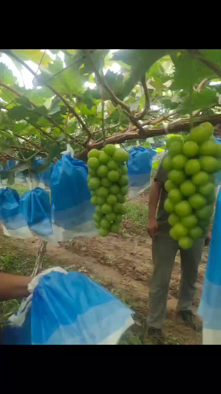 阳光玖瑰红提口感脆甜果面光滑果粒大唐度高