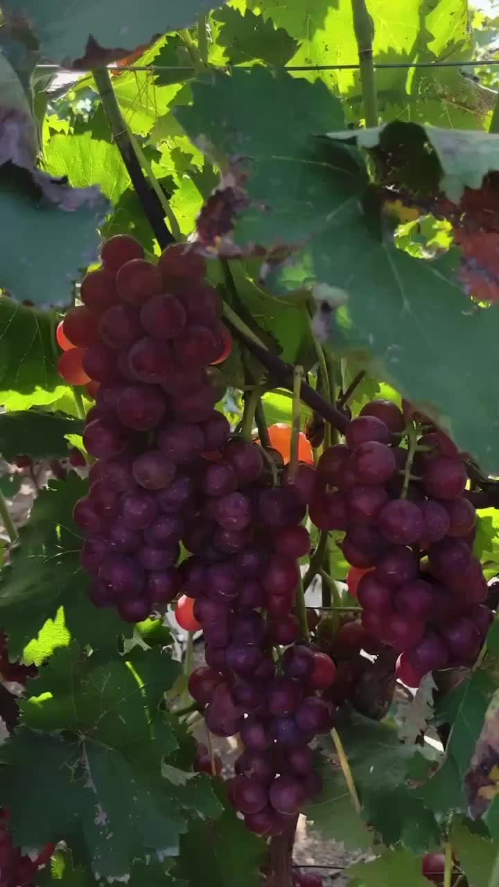 河北省保定王盘巨峰葡萄🍇