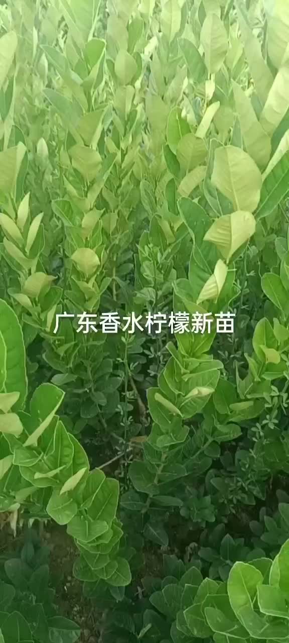 苗场直销广东香水柠檬苗