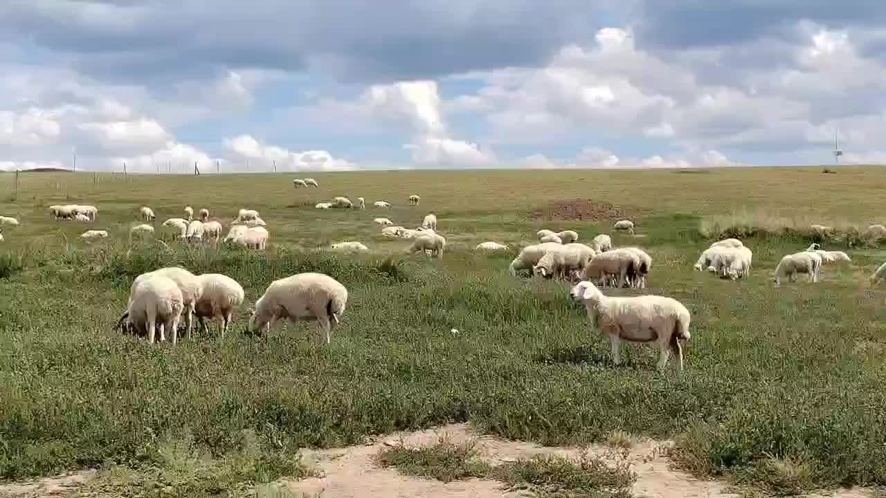 乌珠穆沁羊仔，山羊，山羊羔子，吃的，喝的都是大自然的！
