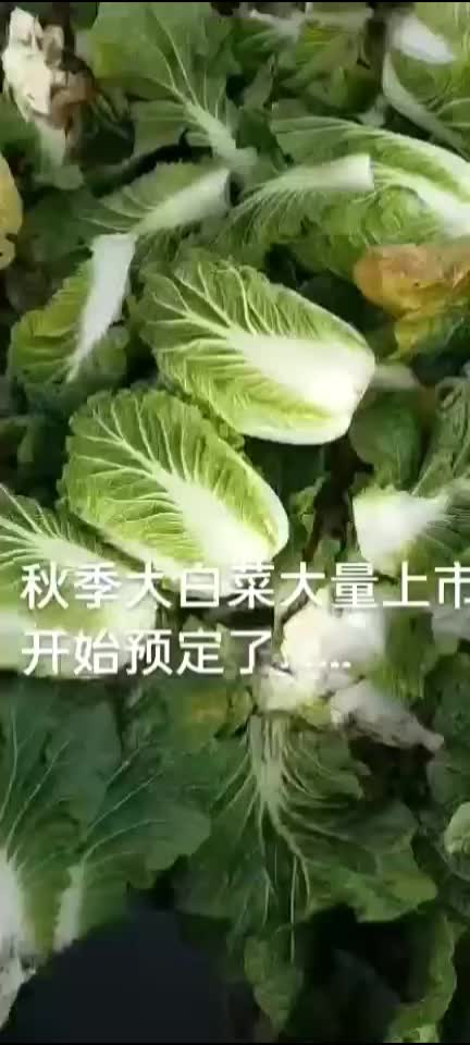 春季大白菜大量上市