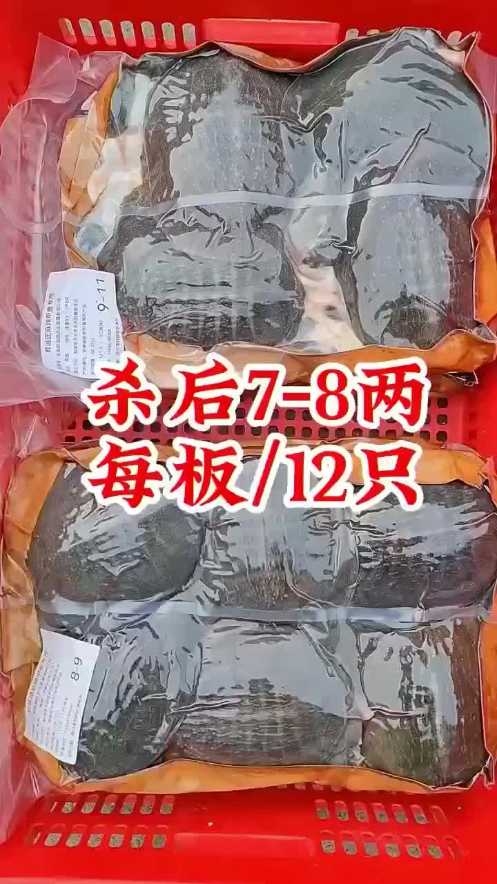 麻辣甲鱼批发，卤甲鱼0.5到一斤规格，量大从优