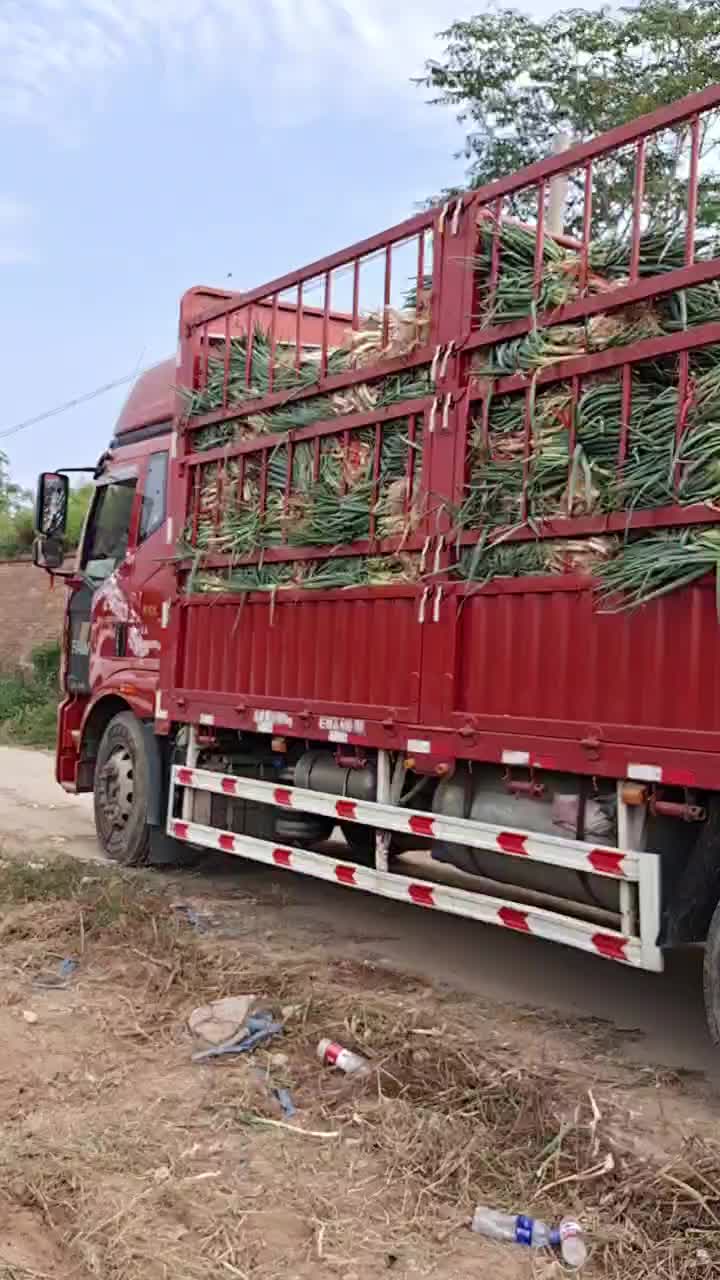 刚葱长白大葱洁白鲜嫩甜辣适度可发货欢迎来电咨询