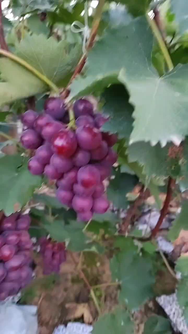 大量巨峰葡萄已上市颗粒大糖度高质量好