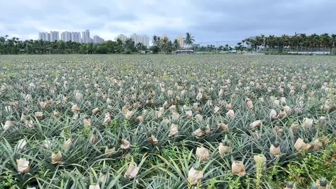 海南金钻凤梨热带水果常年供应市场超市社区电商果农直发