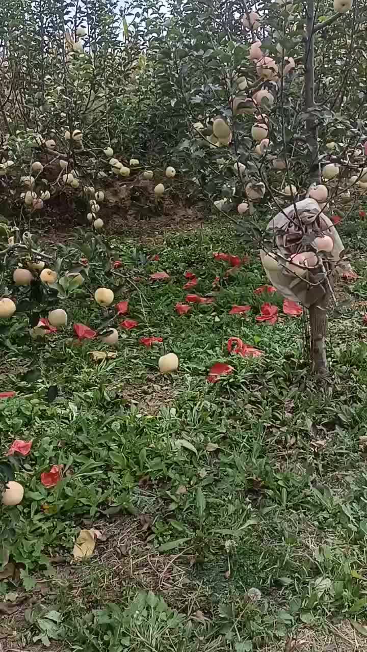 陕西，渭北黄土高塬红富土