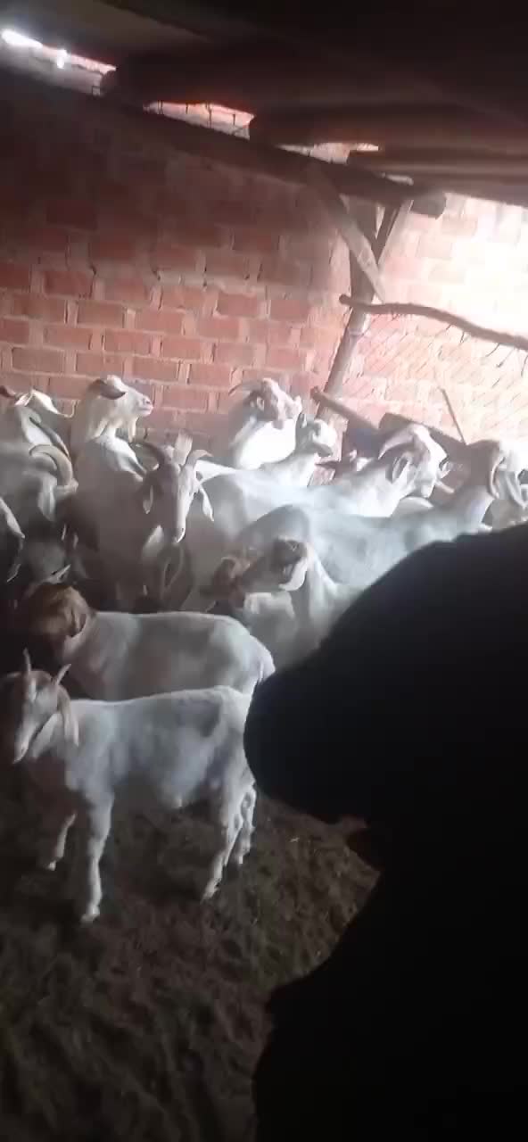活羊代收，山羊，绵羊