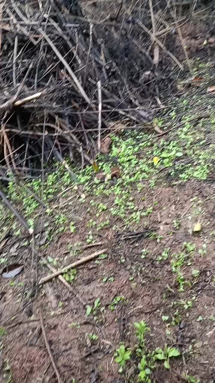 黑瑶跑山鸡