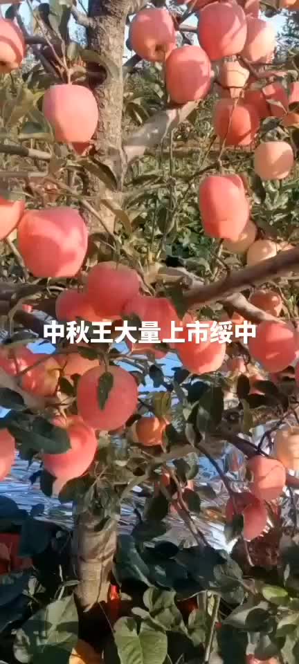 中秋王