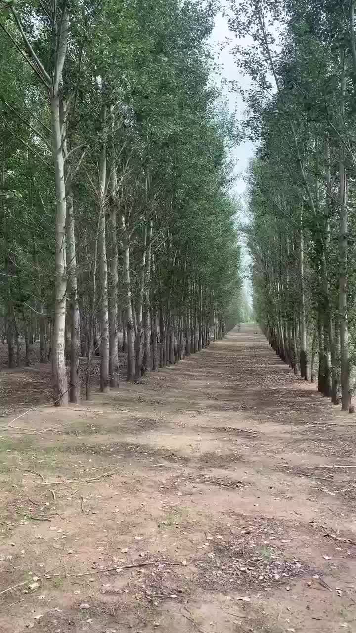 场面出售杨树