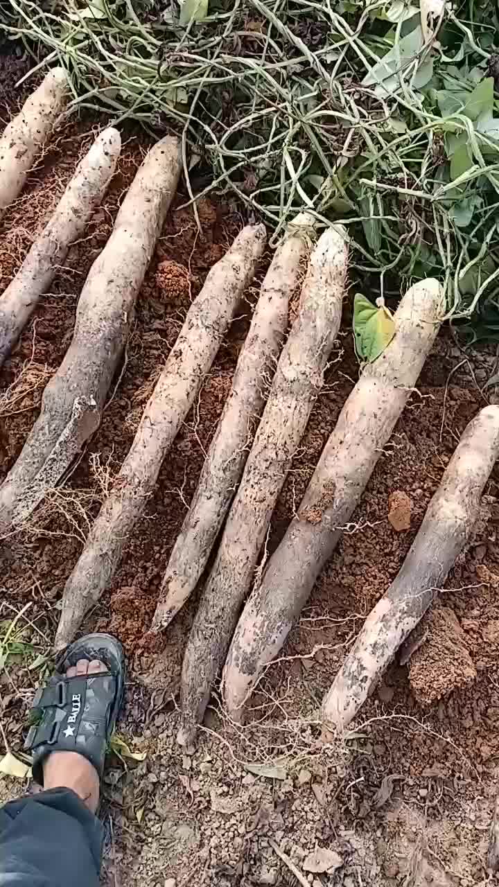 大量黑鬼山药上市货源充足