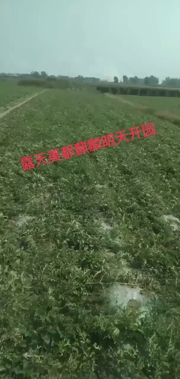 宁河露天麒麟十月一号开园