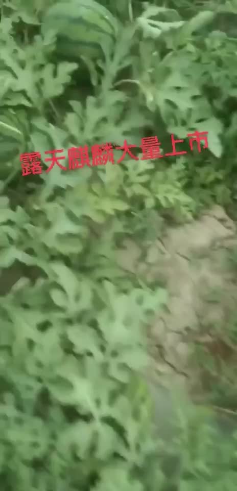 宁河露天麒麟大量上市