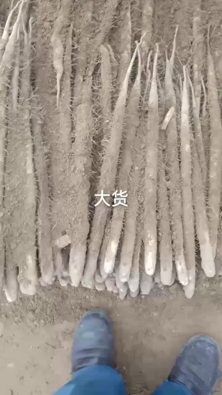 面甜可口小白嘴山药