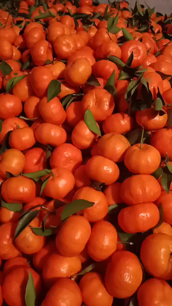 万州区红橘，要开始上市，欢迎各位老板采购。地里价。