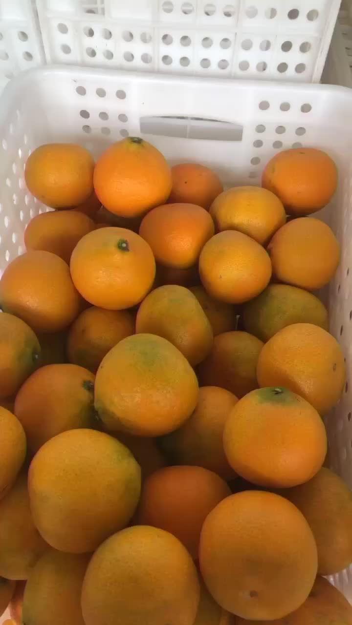 爱媛38，支持一件，需要的老板来🍊🍊🍊🍊