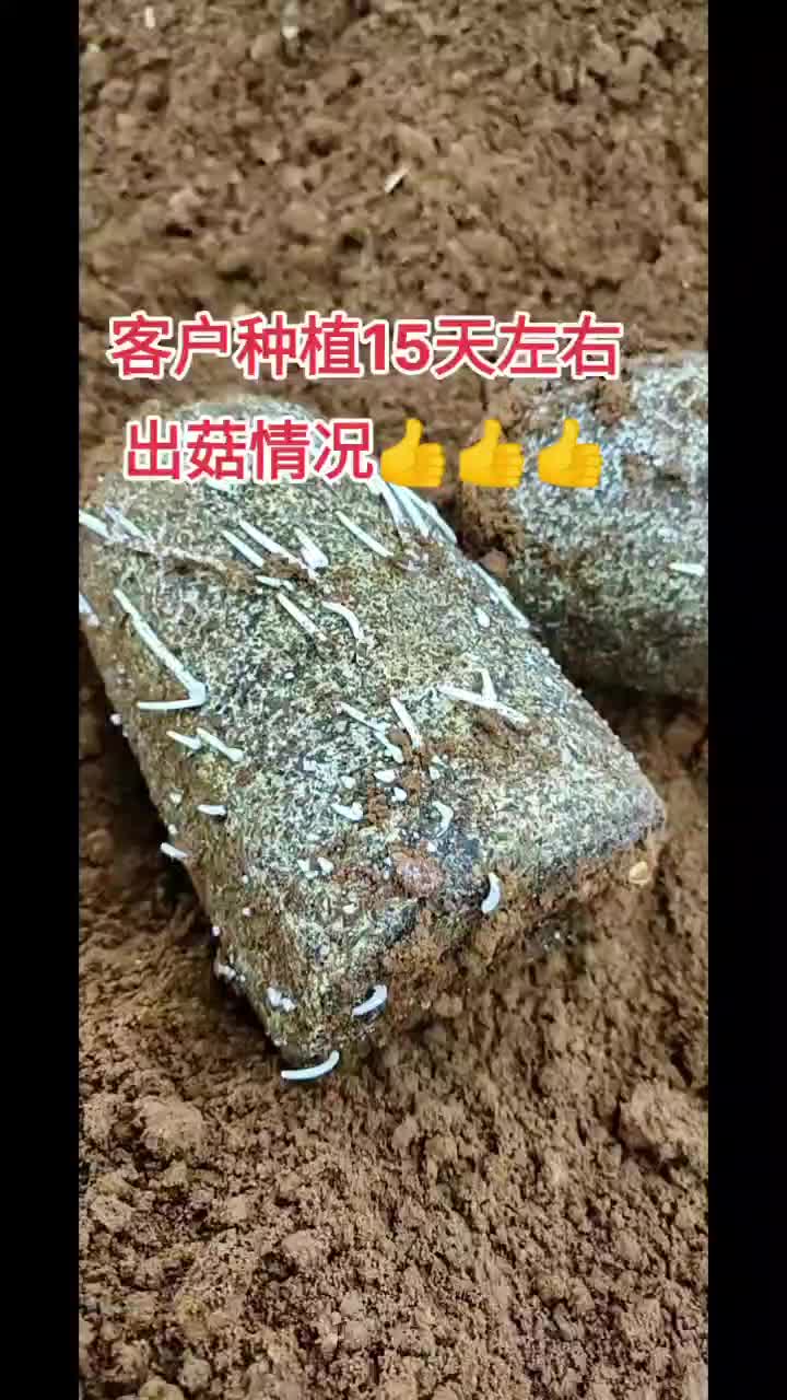 黑皮鸡枞菌出菇菌包