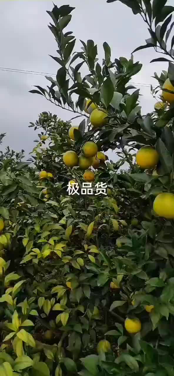 红江橙