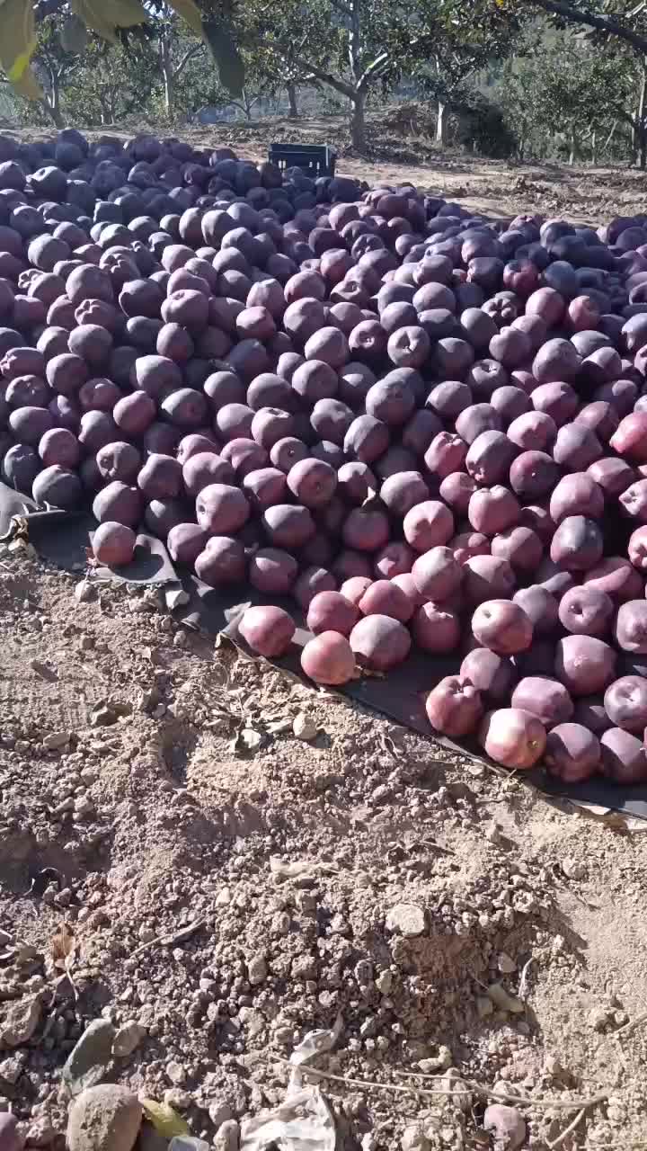 高山花牛