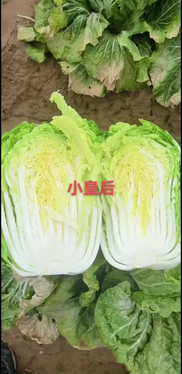 小皇后白菜