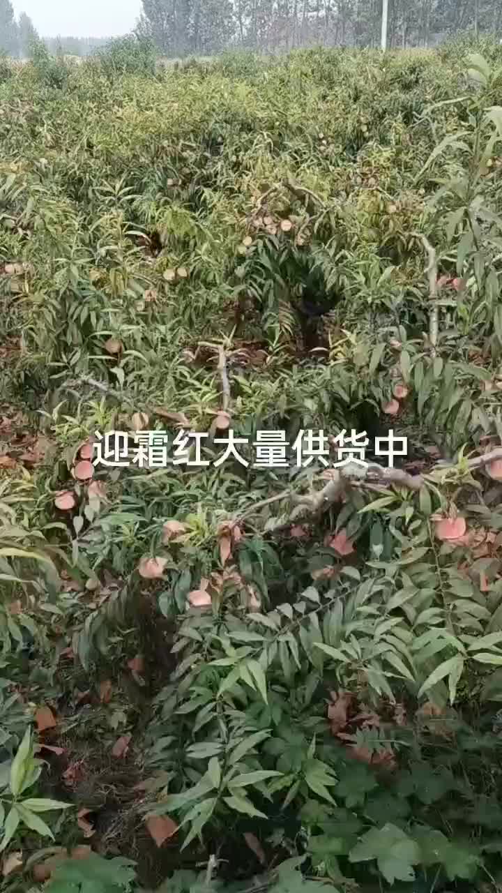 迎霜红