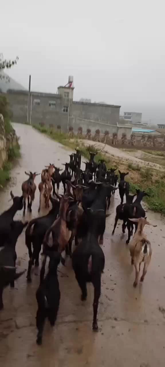 本地黑山羊