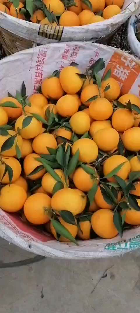 爱媛果冻橙今日价格1.8