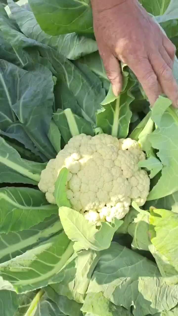 本地有机花菜大量上市