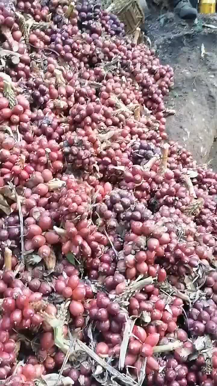 云南怒江大峡谷高山草果出口级别草果。