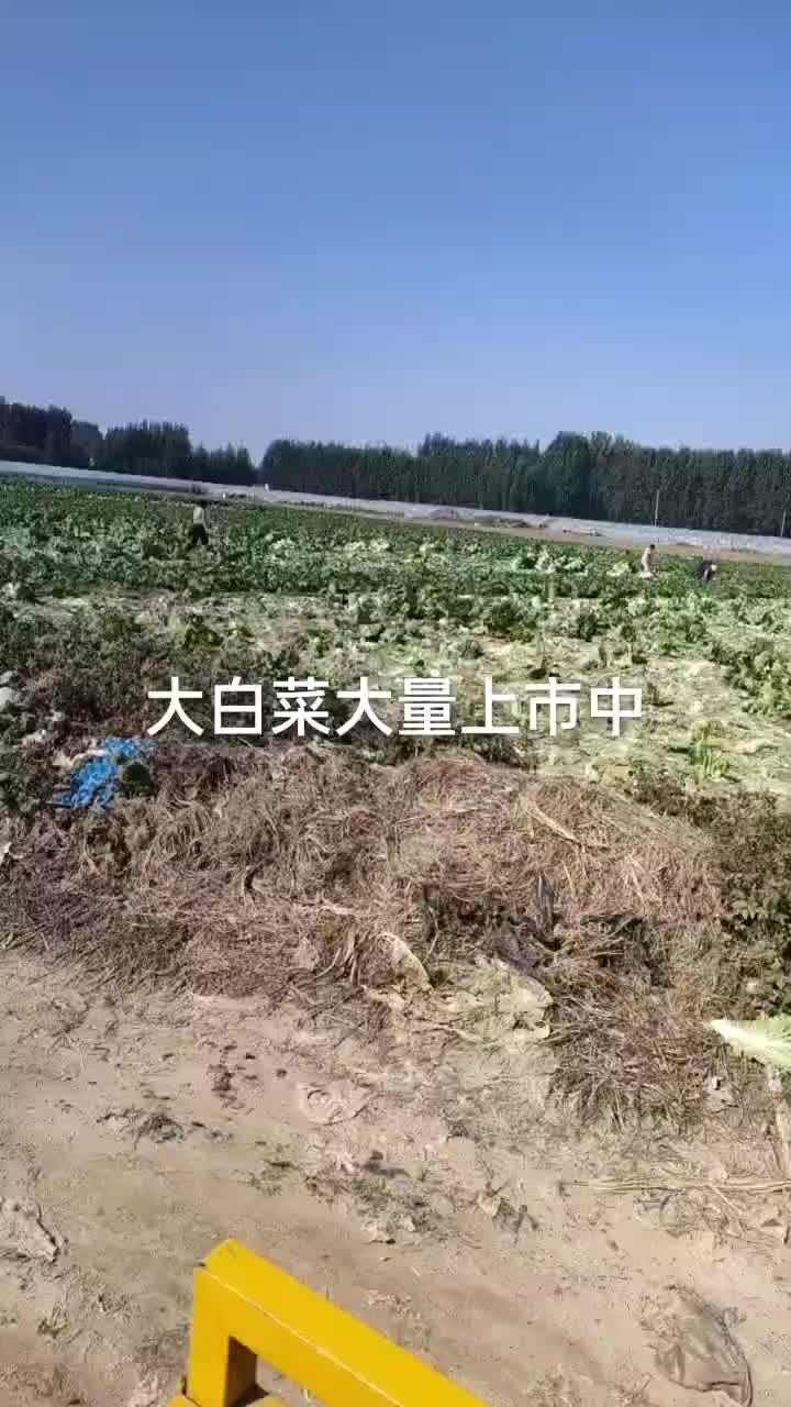 大白菜大量上市中，一天5万斤