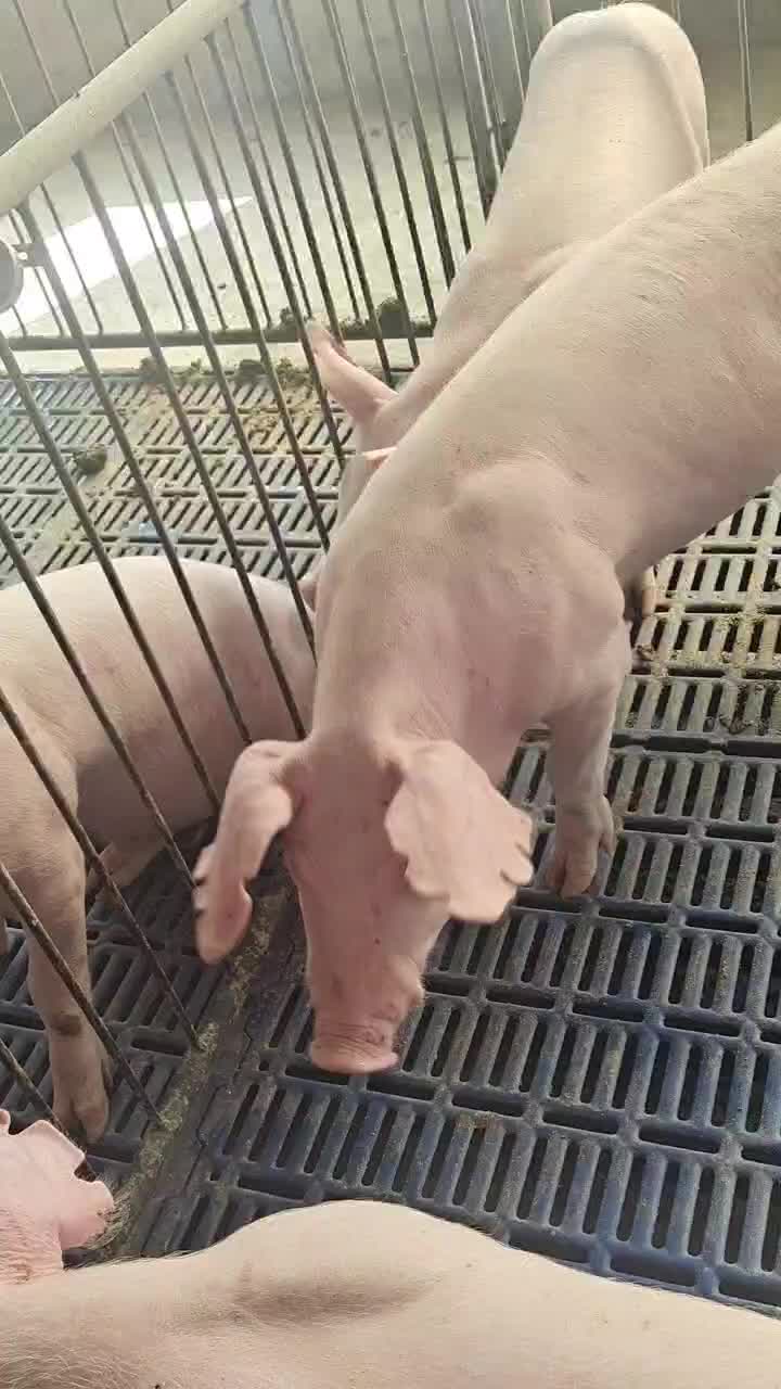 长白种猪