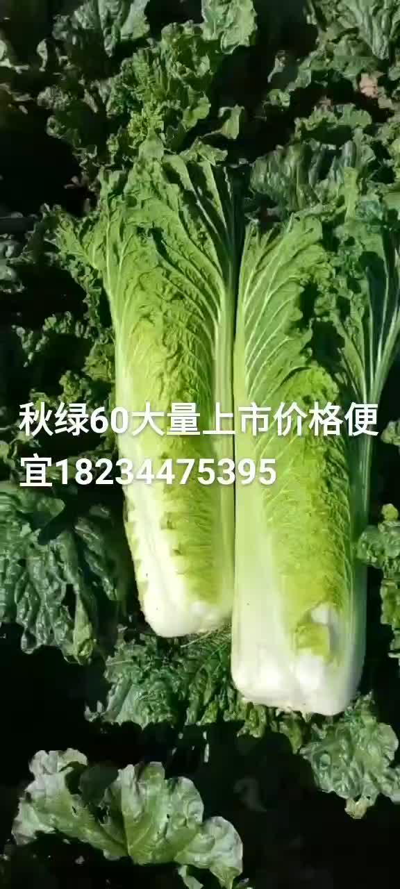 大量供应