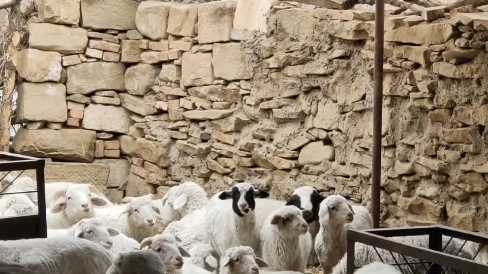 陕西绵羊活羊精品绵羊陕北农村放养绵羊