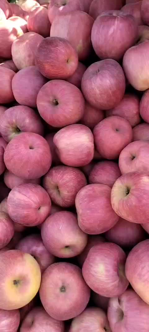 绥中寒富苹果大量供货中产地直供质量保证对接全国商超