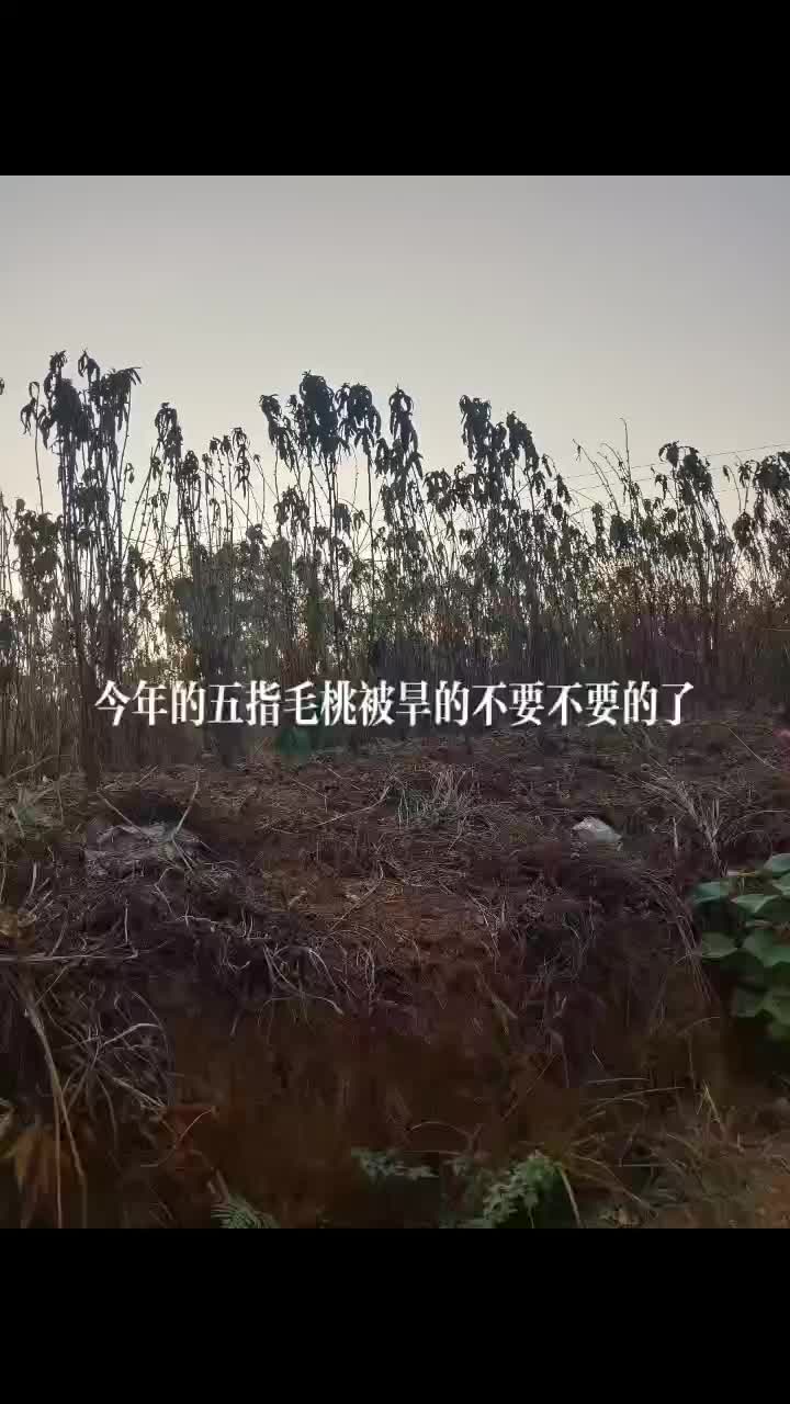 广西桂林大量五指毛桃，有需要的我