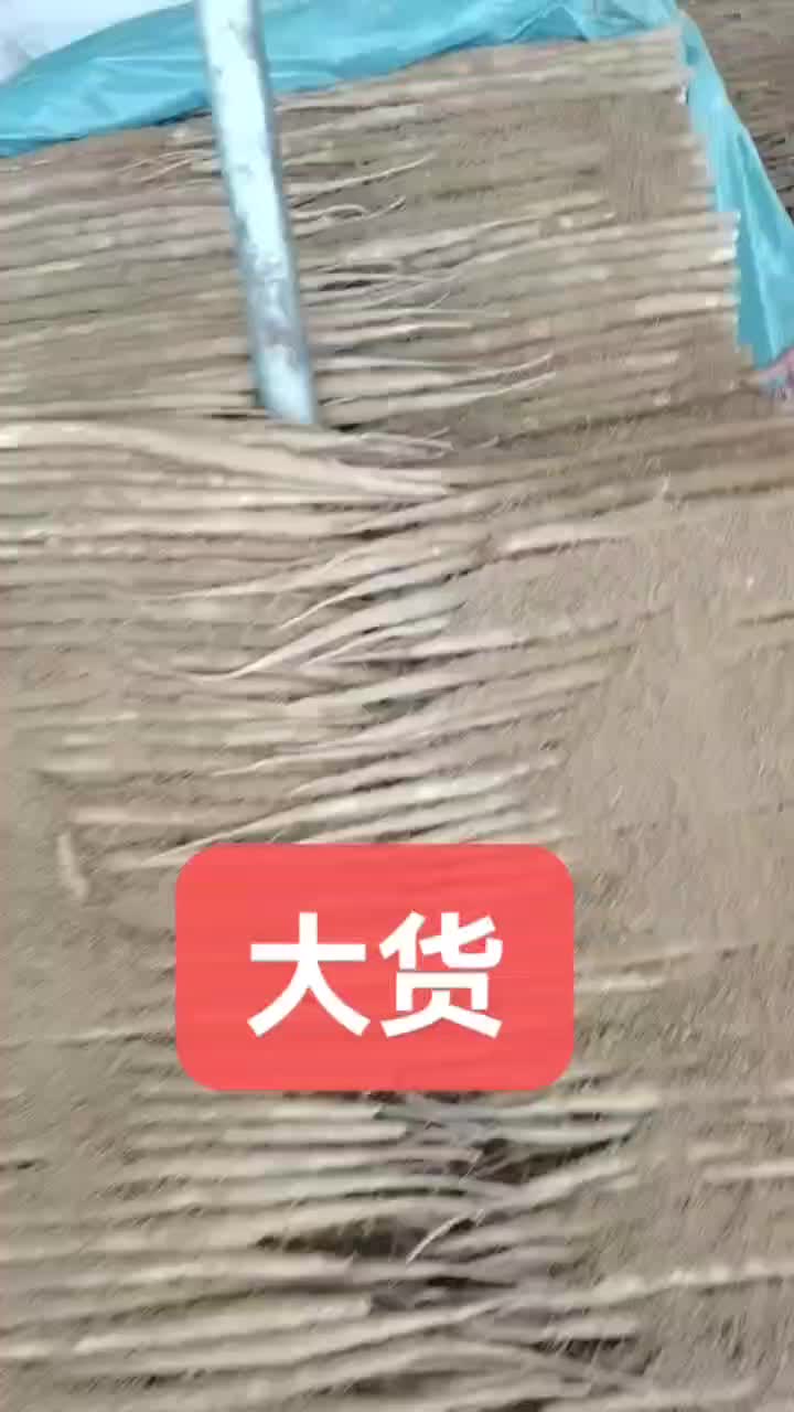 小白嘴