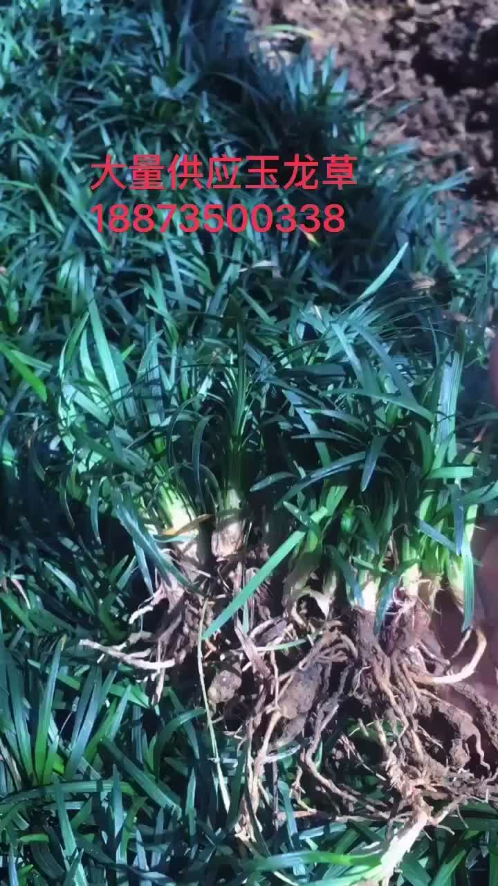 玉龙草沙土的，叶片青秀