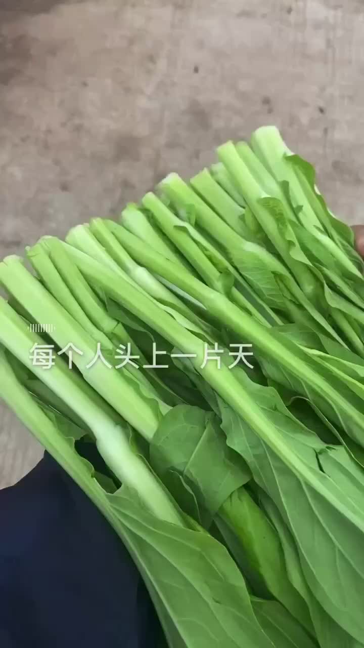 精品白菜苔，红菜苔，油菜苔地头直发