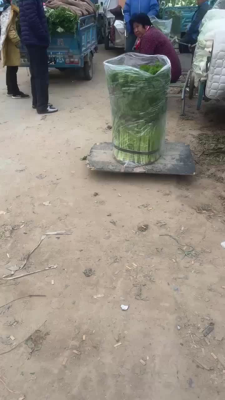 芹菜、精品芹菜，大量有货、欢迎采购