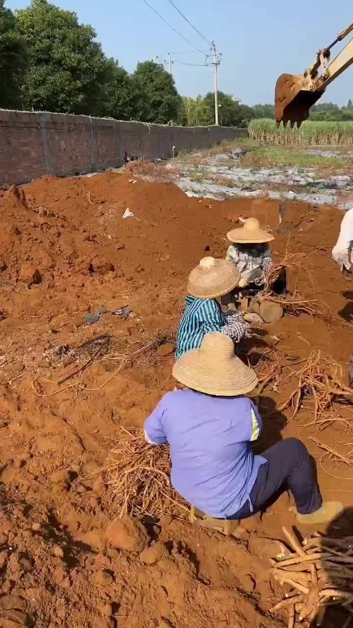 高端新鲜牛大力统货…产地自销一手货源…量大从优…欢迎订购