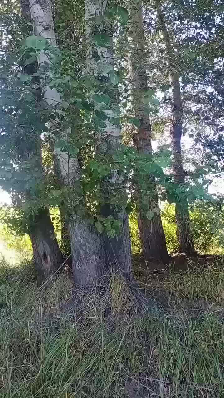 常年出售杨树