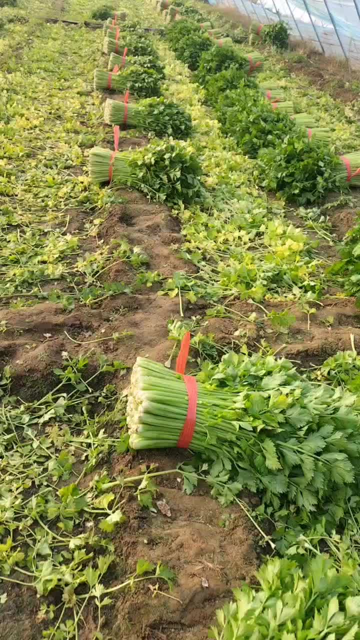 河北唐山市丰南区精品中细颗芹菜，分检水洗