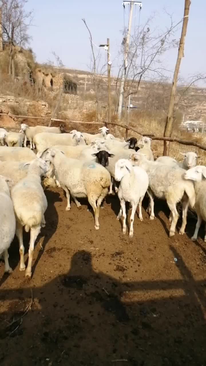 放养绵羊，整群出售，13个三十斤以上的，71个大母羊