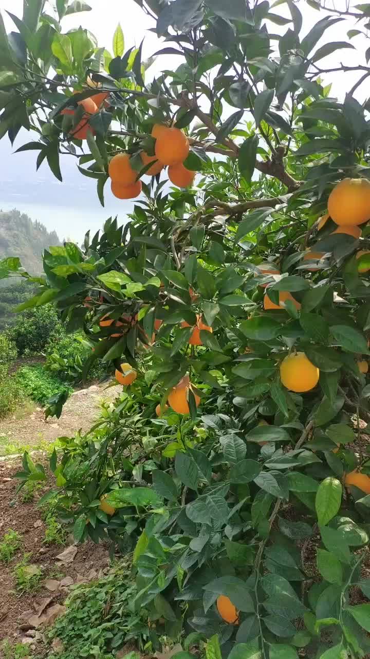 巫山纽荷尔