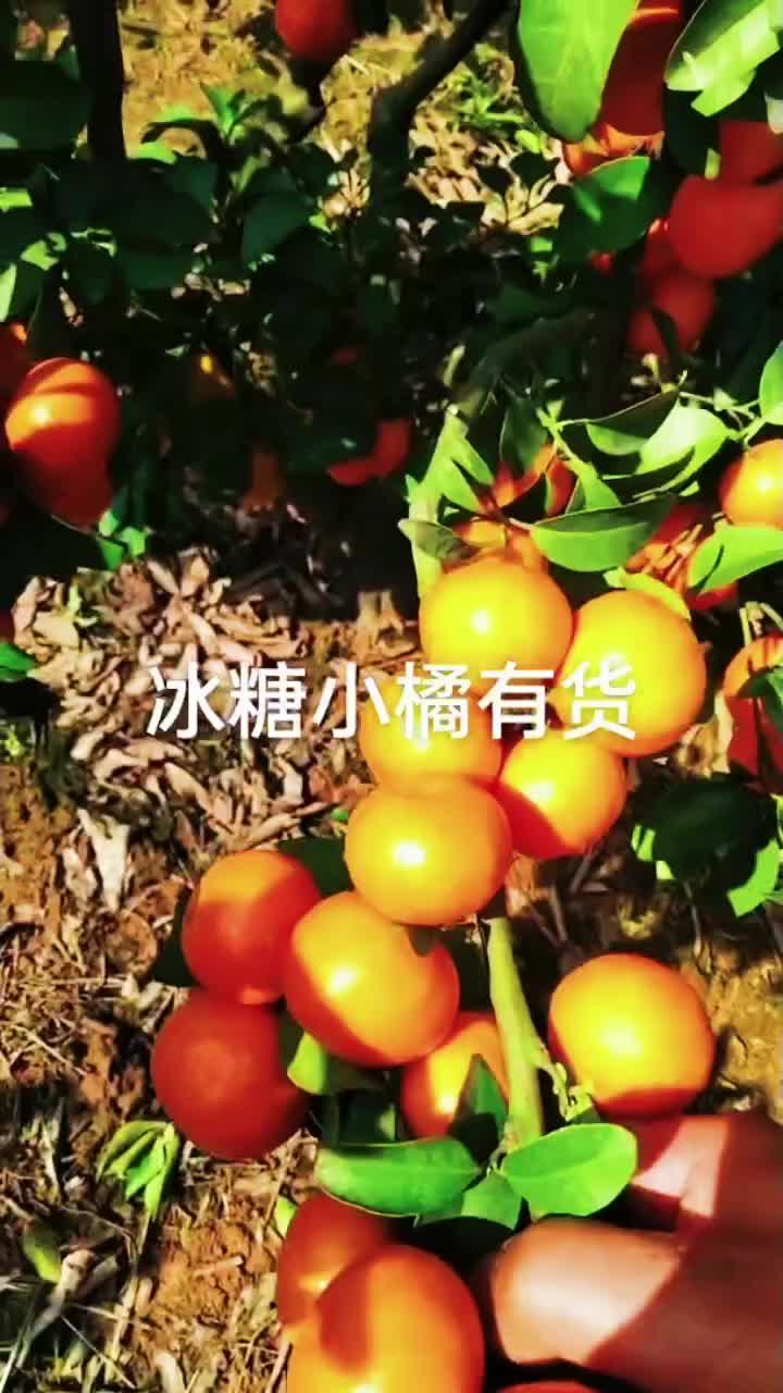 冰糖小橘