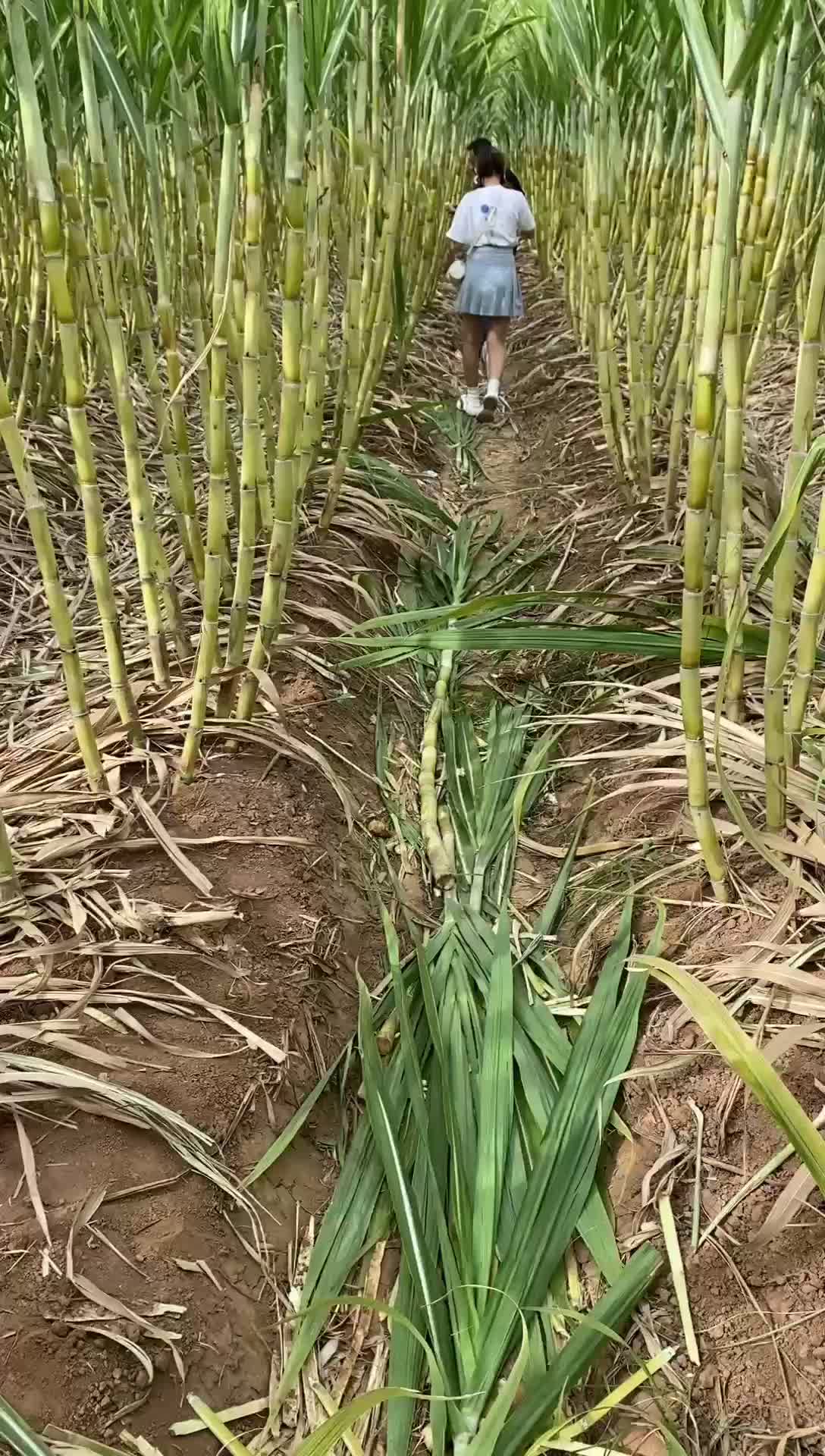 甘蔗苗，临漳竹蔗，改良新品种，口感特别酥软，甜度极高